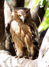 Brown-Fish-Owl-Ranthambore