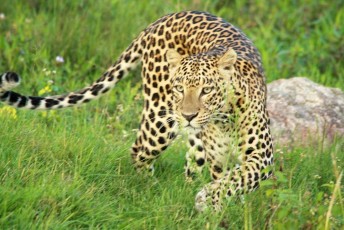 Leopard-Bandipur