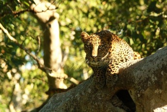 Leopard-from-Bandipur