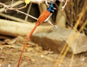 Paradise-Fly-Catcher-Ameture-Male