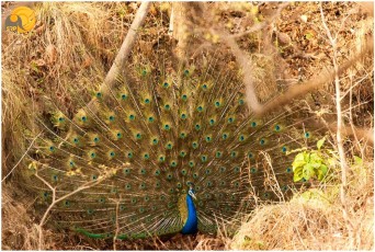 Peacock-Pench