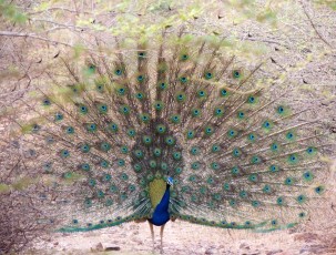 Peacock-Tadoba
