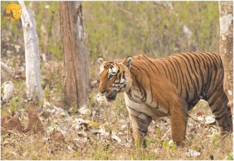 Prince-Tiger-Bandipur