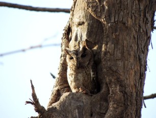 Scops-Owl-Gir