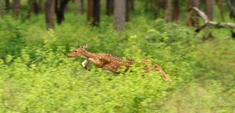 Spotted-Deer-Bandipur