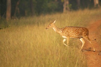 Spotted-Deer-Kanha