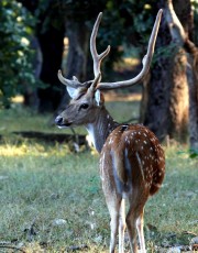 Spotted-Deer-Ranthambore