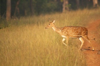 Spotted-Deer-Tadoba