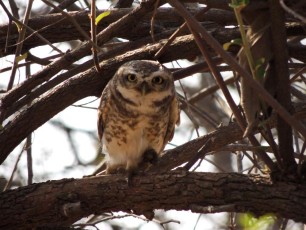 Spotted-Owlet-Gir