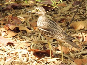Thick-Knee-2