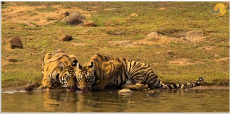 Tiger-Cubs-Tadoba